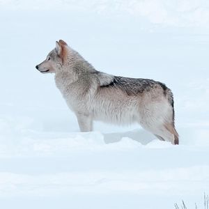 Meet your Posher, Karin